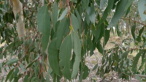 cc by 2.0 John Tann Eucalyptus pauciflora leaves