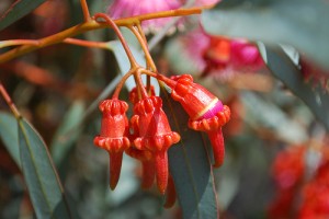 cc by 2.0 Sydney Oats -Eucalyptus torquata Flower Buds