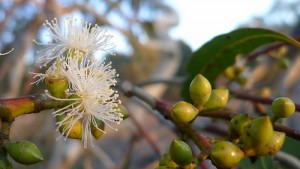 eucalyptus A flower cc by 2.0 John Tann